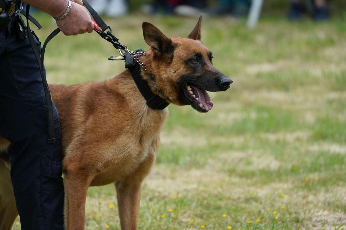 K9 security dog on a lead with its handler