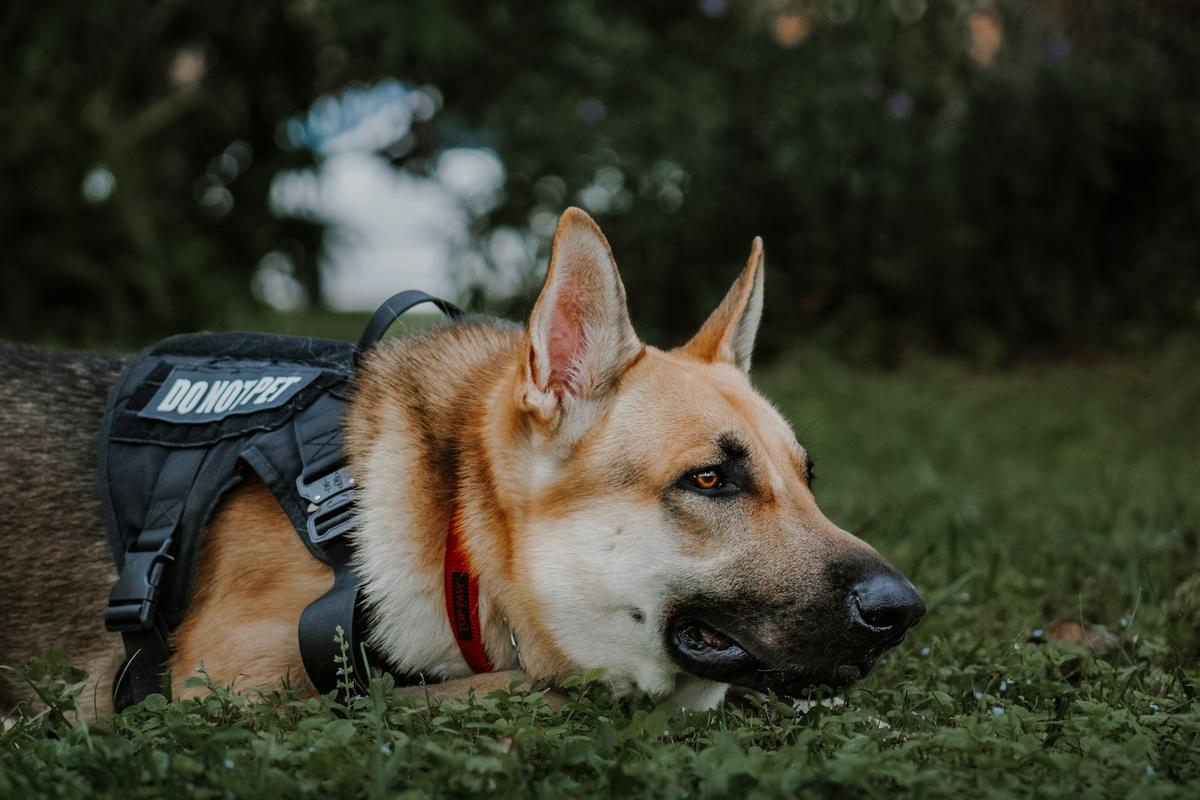 Working dog in a harness resting on grass